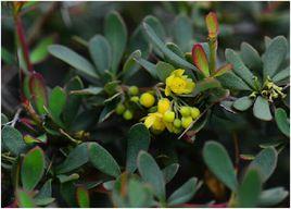 小三顆針 小三顆針