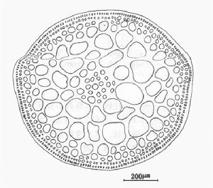 江蘺狀厚線藻 江蘺狀厚線藻