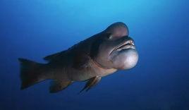 金黃突額隆頭魚 金黃突額隆頭魚