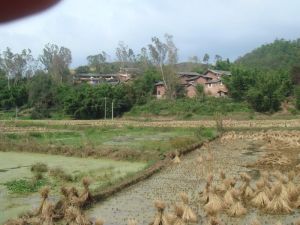 外羅古村 水稻