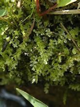 大麻羽蘚 大麻羽蘚