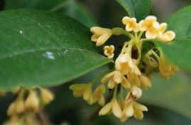 佛頂珠桂 佛頂珠桂