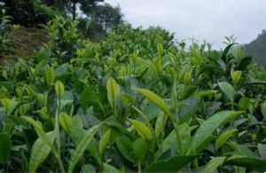 恩施大葉茶 恩施大葉茶