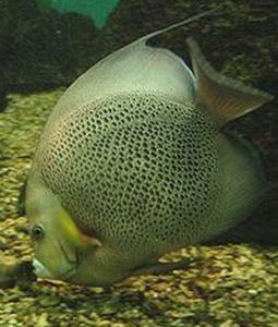 硬刺弓魚 硬刺弓魚