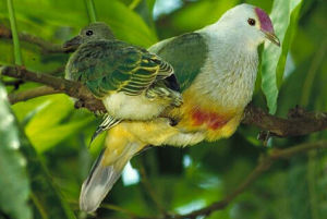 拉羅果鳩 拉羅果鳩