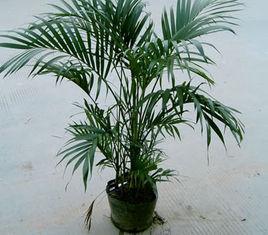 富貴椰子 富貴椰子