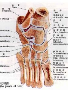 運動系統 運動系統