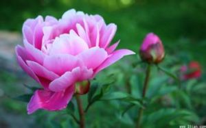 國花牡丹 國花牡丹