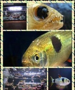 馬克土司 馬克土司