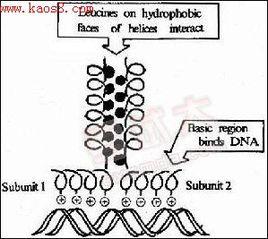 亮氨酸拉鏈 亮氨酸拉鏈