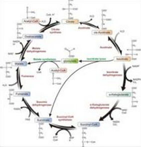 乙醛酸循環 乙醛酸循環