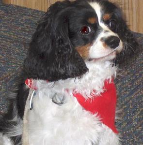 英國玩具獵鷸犬