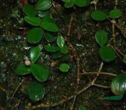 矮酸腳桿 矮酸腳桿