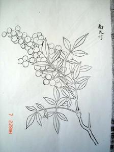 黃花毛蕊杜鵑 黃花毛蕊杜鵑
