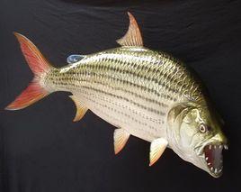 巨型非洲食人魚