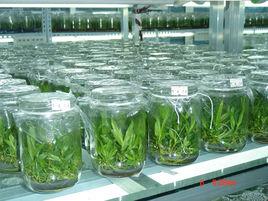 增殖培養 增殖培養