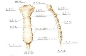 劍突下疼痛 劍突下疼痛