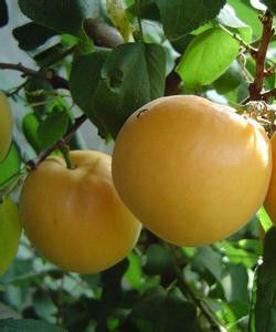 巴旦水杏 巴旦水杏