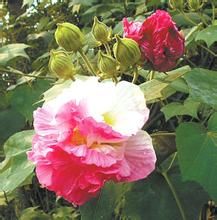 弄色木芙蓉 弄色木芙蓉