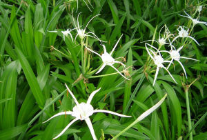 長距無柱蘭 長距無柱蘭