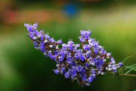 穗花牡荊提取物 穗花牡荊提取物