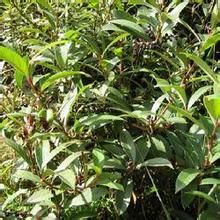 東北獐牙菜 東北獐牙菜