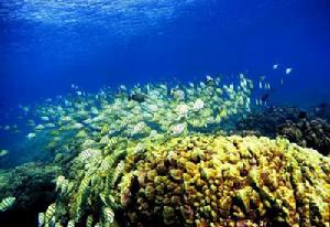 大堡礁海底珊瑚