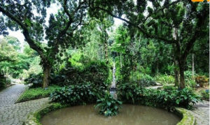 巴西里約植物園
