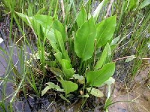 東方澤瀉 東方澤瀉