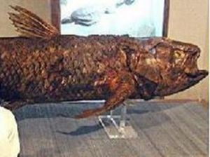 寇拉侃茲魚 寇拉侃茲魚