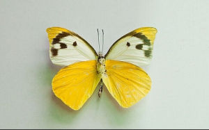 聯眉尖粉蝶 聯眉尖粉蝶