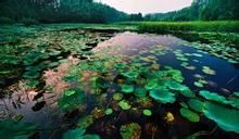 滕州濱湖國家濕地公園 滕州濱湖國家濕地公園