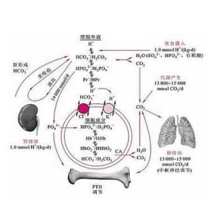 代謝性酸中毒 代謝性酸中毒
