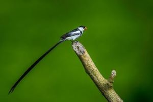 欽奇針尾雀 欽奇針尾雀