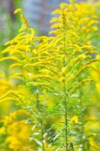 北美一枝黃 北美一枝黃