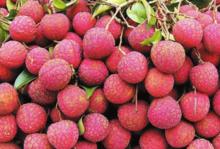 荔枝[水果類植物]