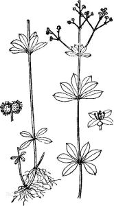 六葉葎(亞種) 六葉葎(亞種)