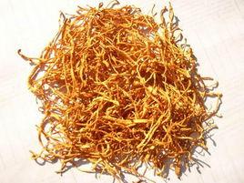 泰山蟲草 泰山蟲草