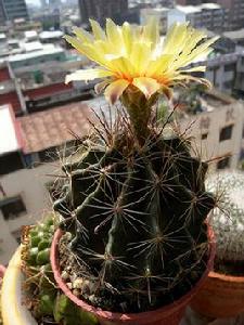 龍王丸[仙人掌科多肉植物]