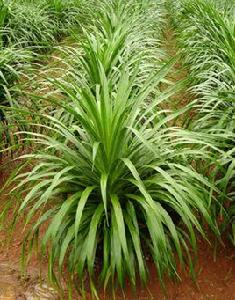 麒麟竭[一種多年生藤本植物]