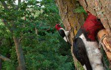 紅頭啄木鳥