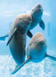 常規絕滅 常規絕滅