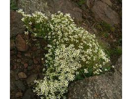 大果米努草(原變種) 大果米努草(原變種)