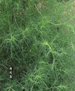 單翅豬毛菜 單翅豬毛菜