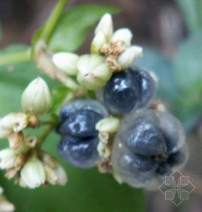 火炭桉樹湯 火炭桉樹湯