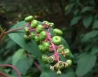 Phytolacca Phytolacca