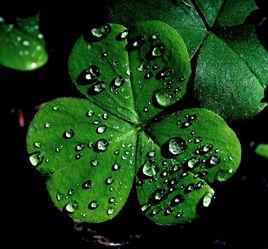 三葉草[植物代表的文化符號]