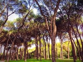 觀賞樹木[樹木種類]