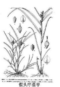 假頭序薹草 假頭序薹草