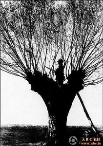 （圖）抗日兒童團